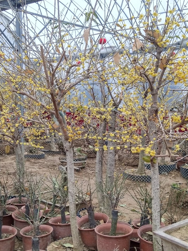 蜡梅红梅盆景，地栽蜡梅