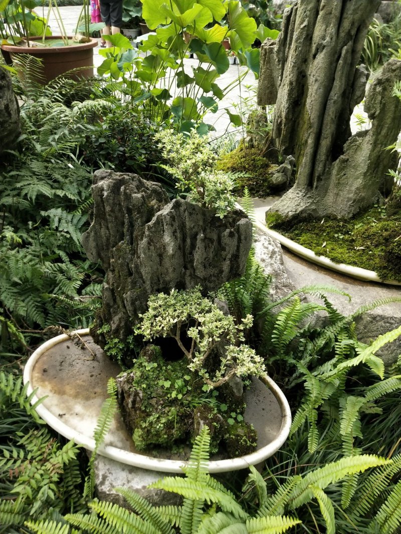 蜡梅红梅盆景，地栽蜡梅