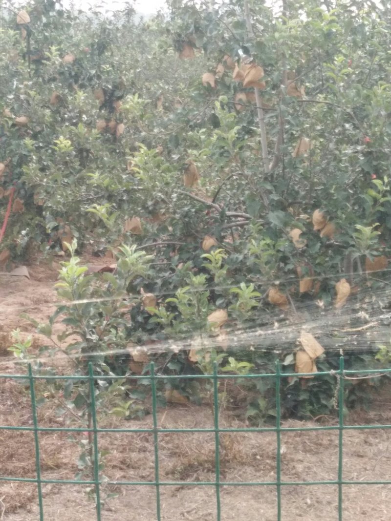 华硕苹果