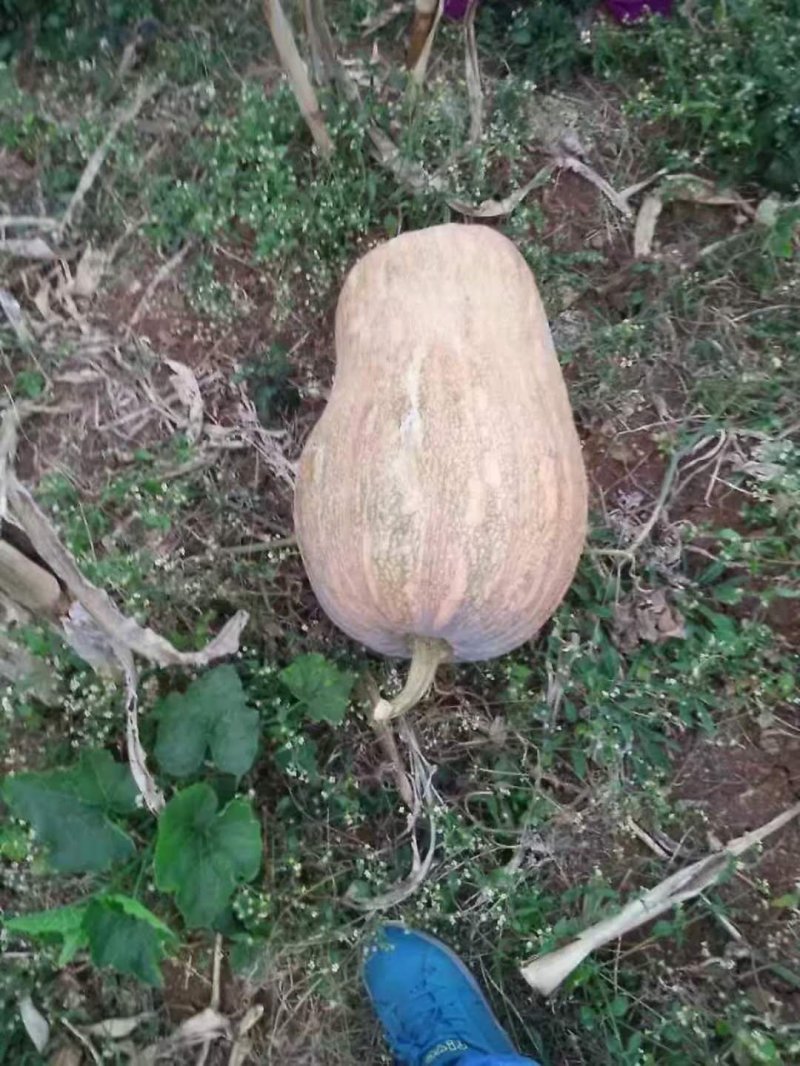 老南瓜