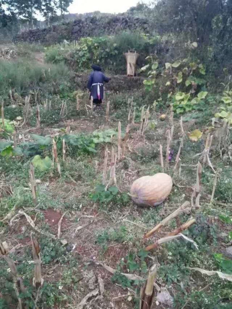 老南瓜