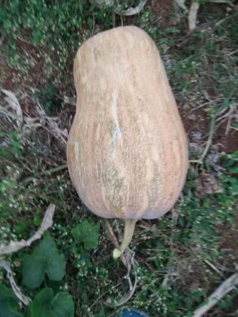 老南瓜