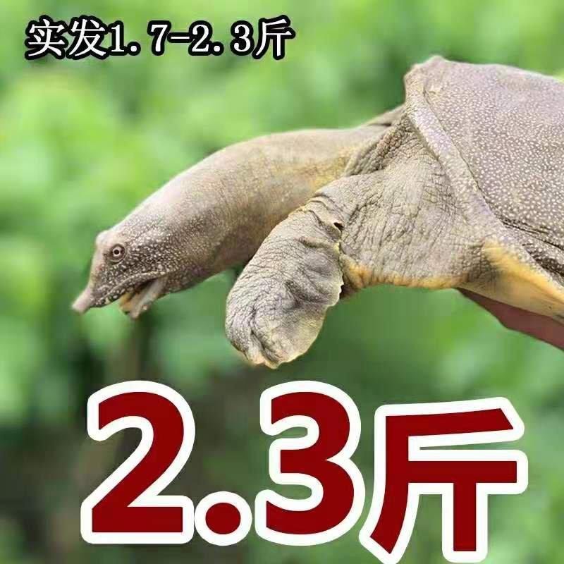 生态甲鱼2.3斤32元