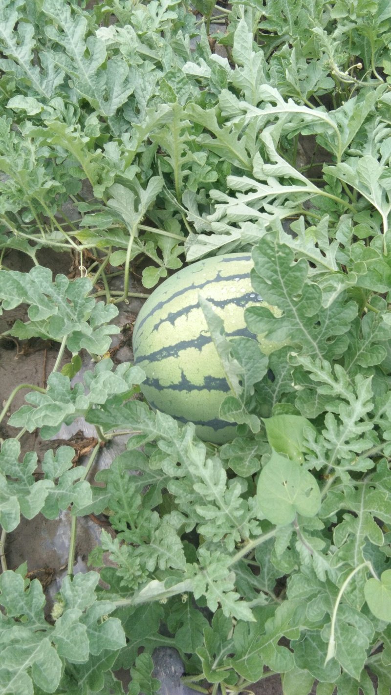 宁河大西瓜保熟保甜