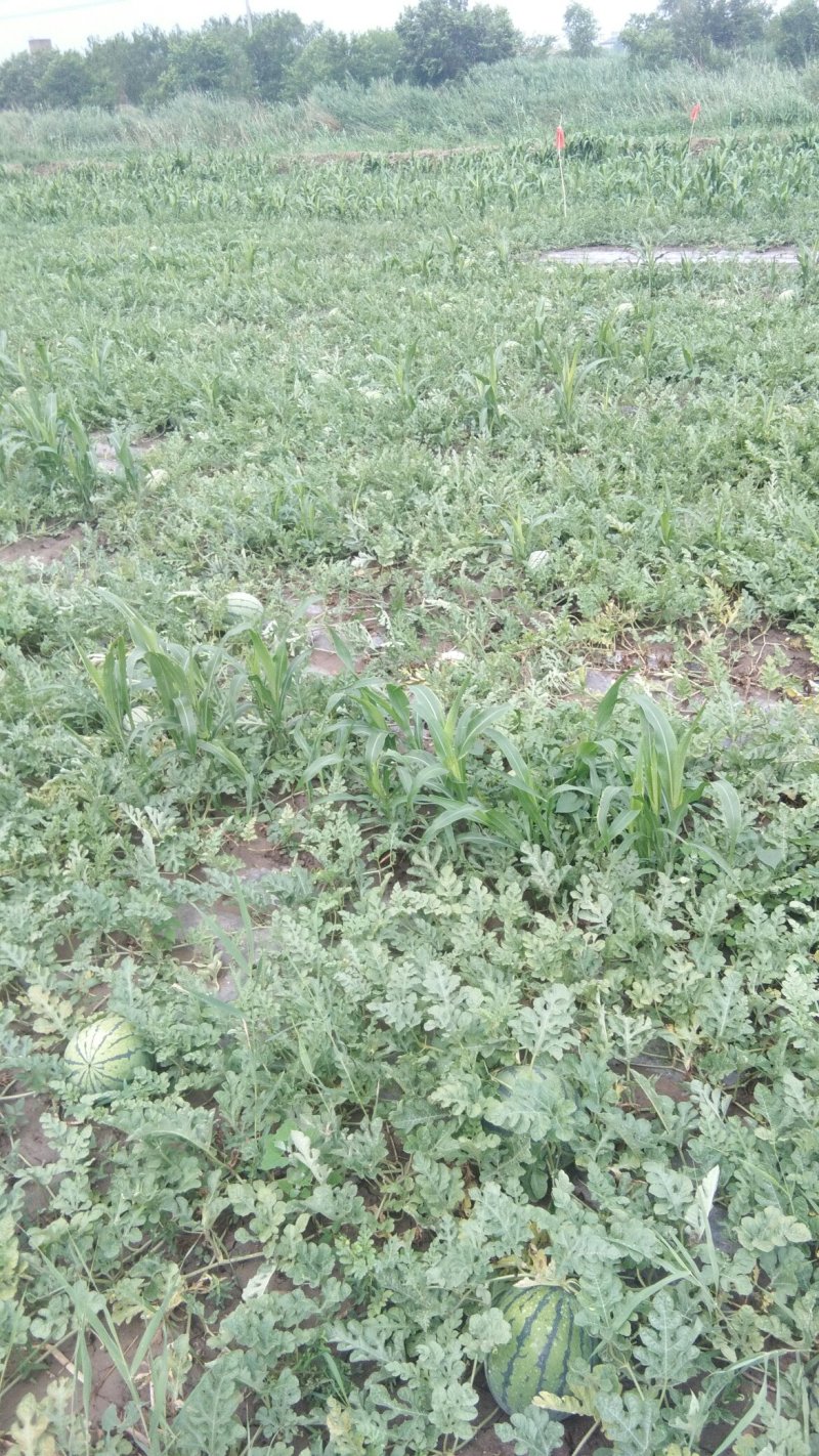 宁河大西瓜保熟保甜