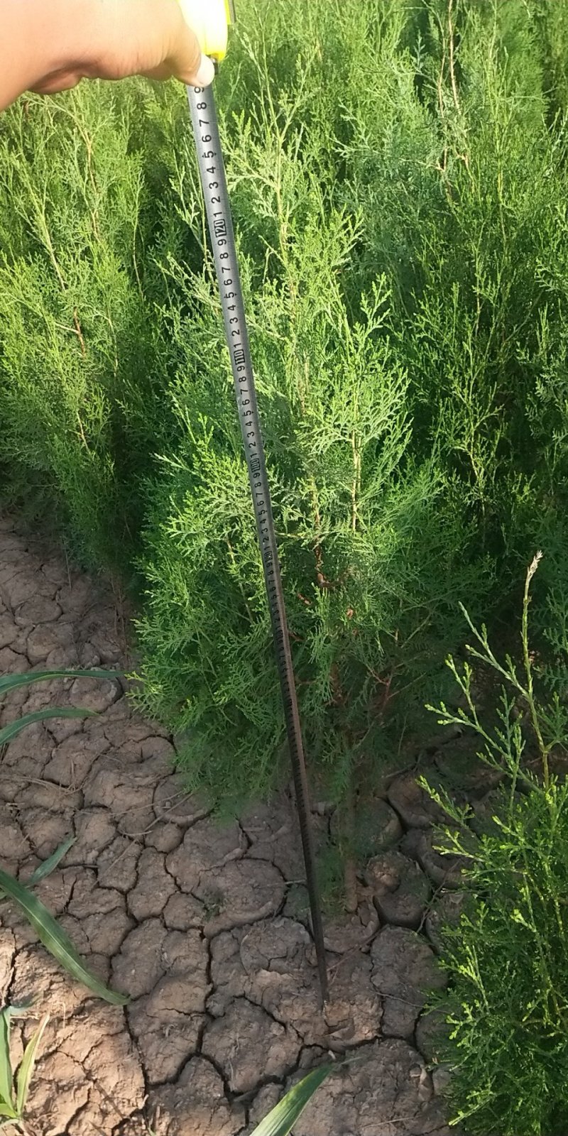 侧柏袋苗，50公分-1.5米