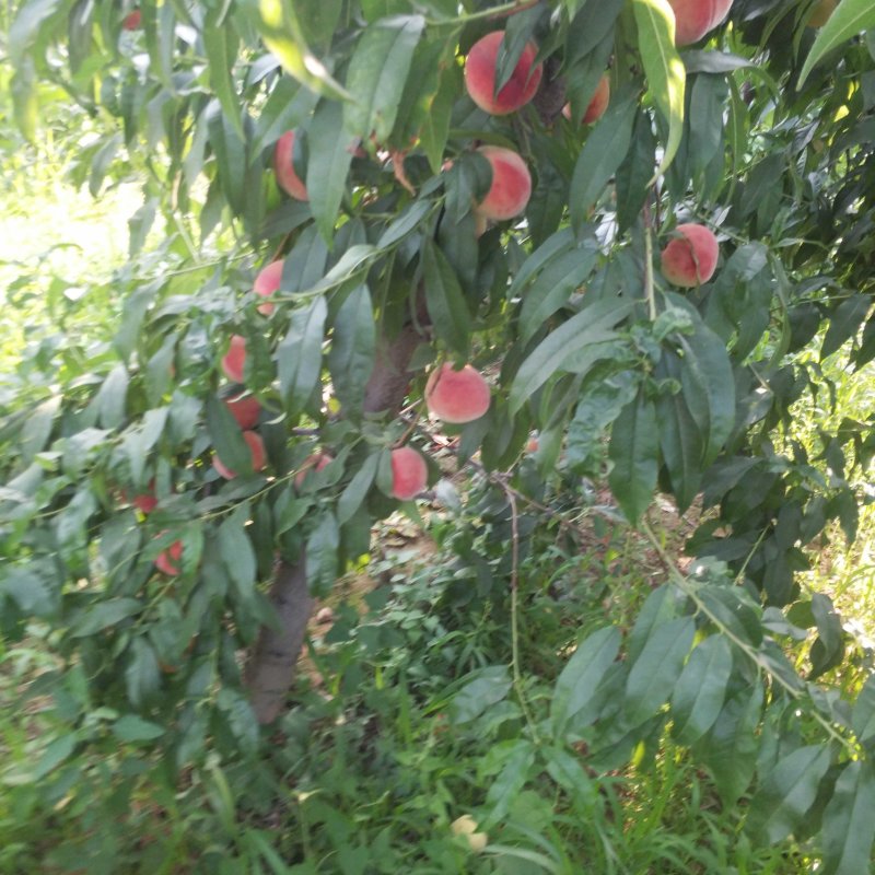 桃产地直供，品质把控，长期供货，合作共赢，