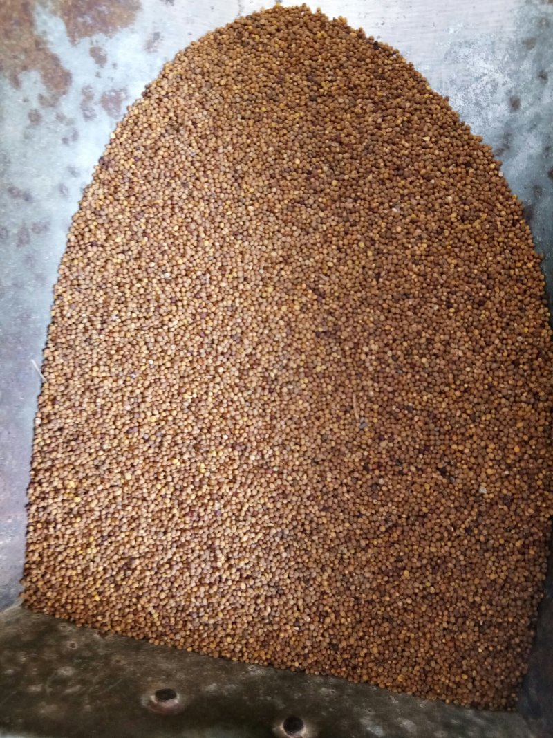 菟丝子内蒙水洗选货正品无硫熏高含量干净无杂