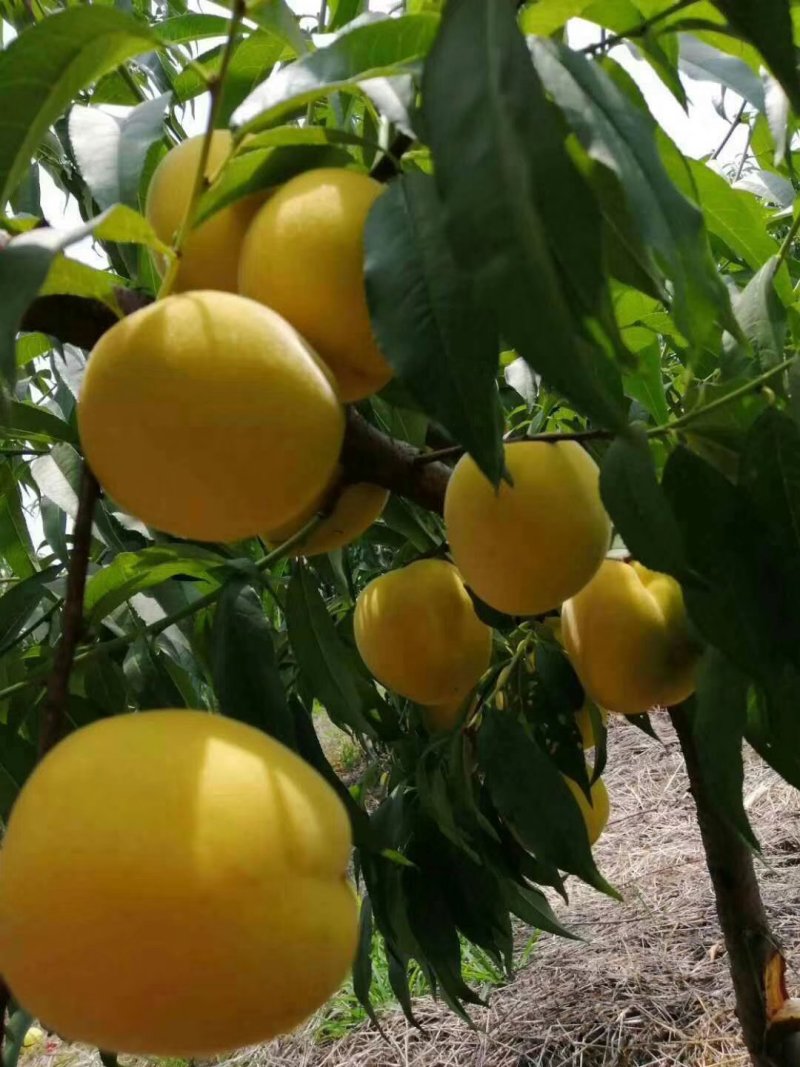 黄金冠脆甜丝酸
