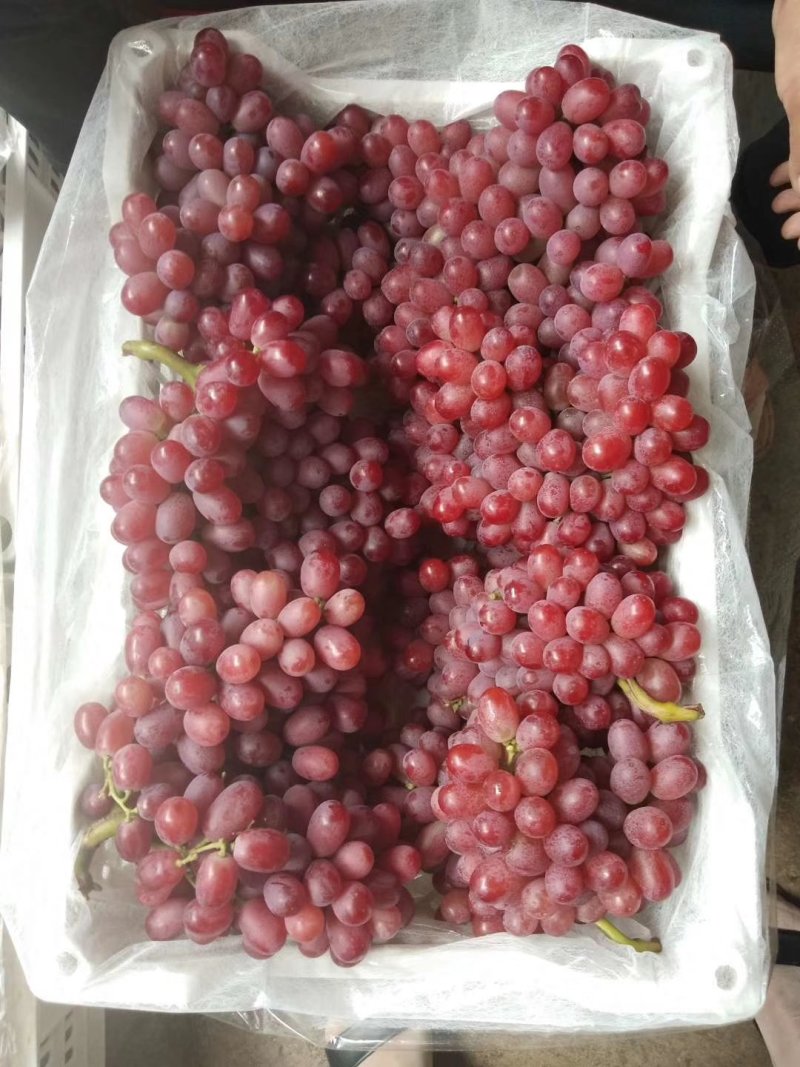 克伦森