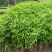 花椒苗，九叶青花椒苗，大红袍花椒苗贡椒苗基地直供