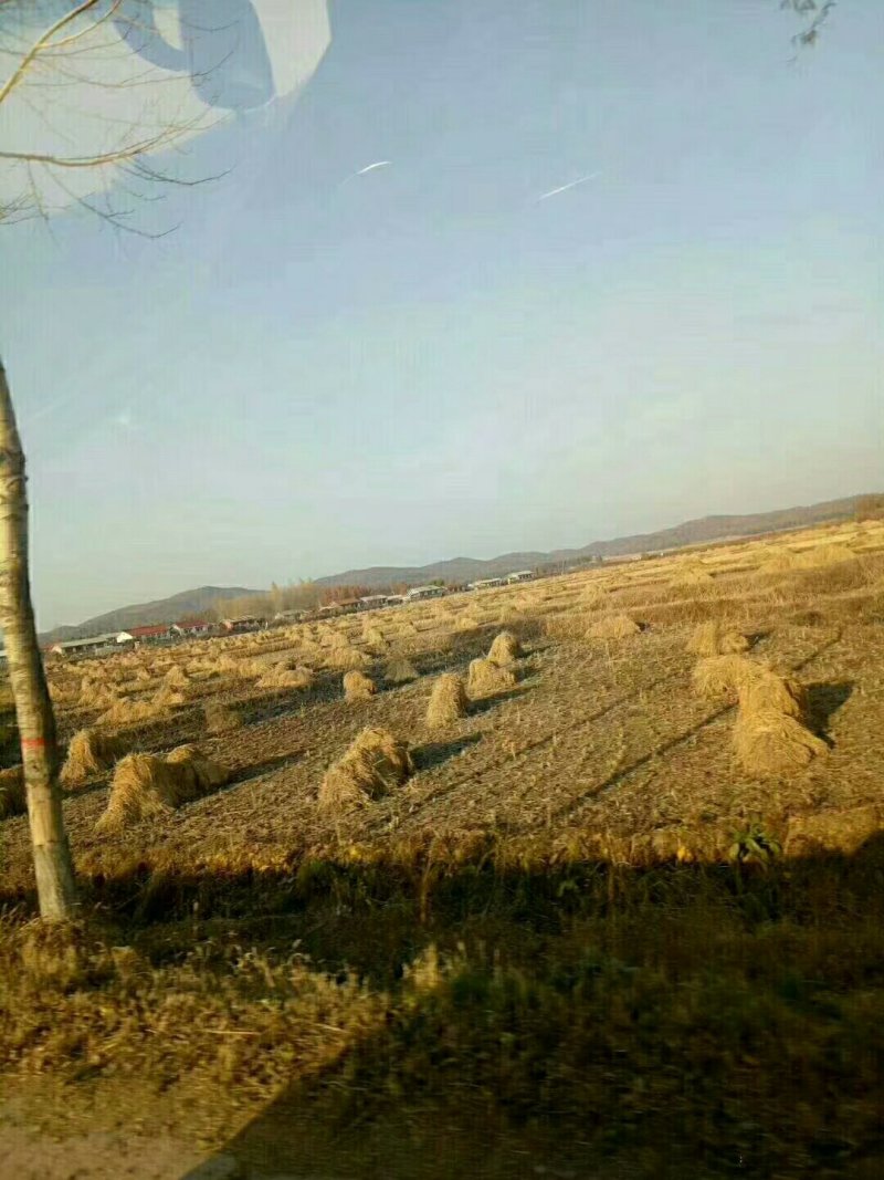 稻花香大米合作社供应