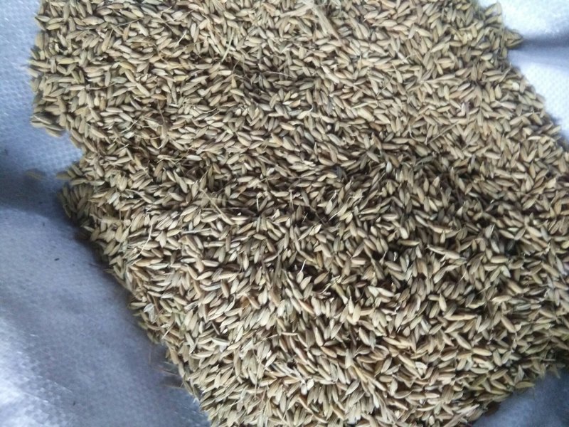 稻花香大米合作社供应