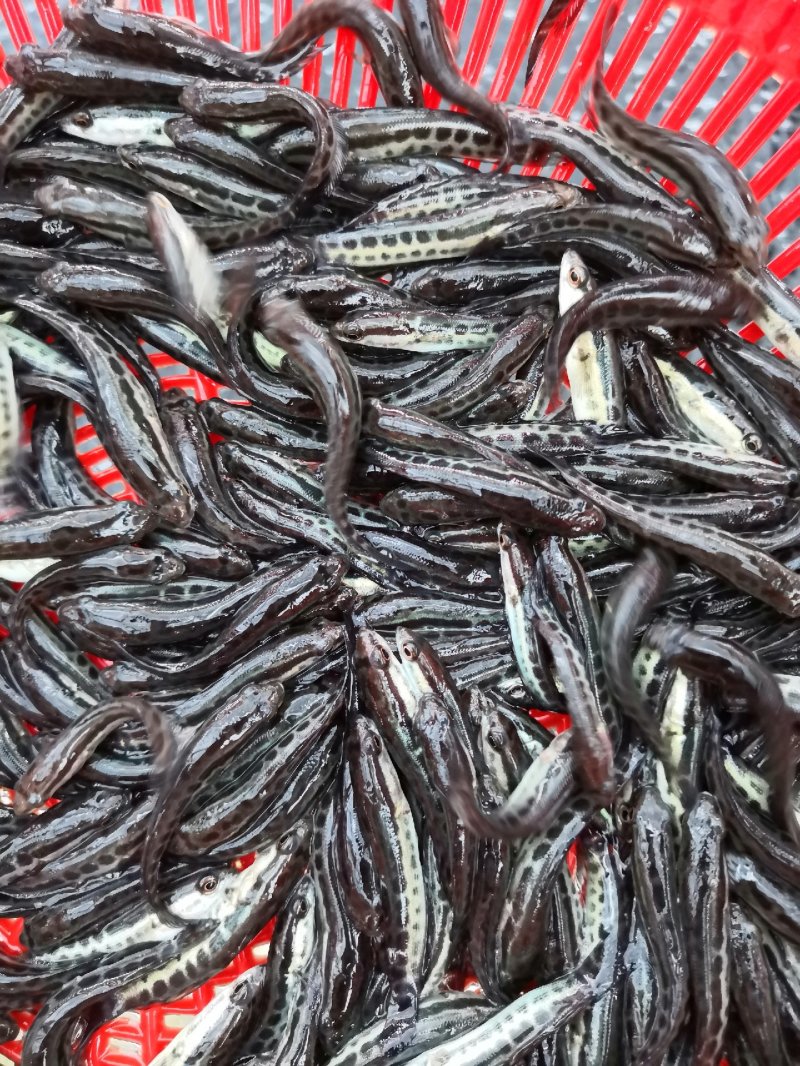 生鱼苗