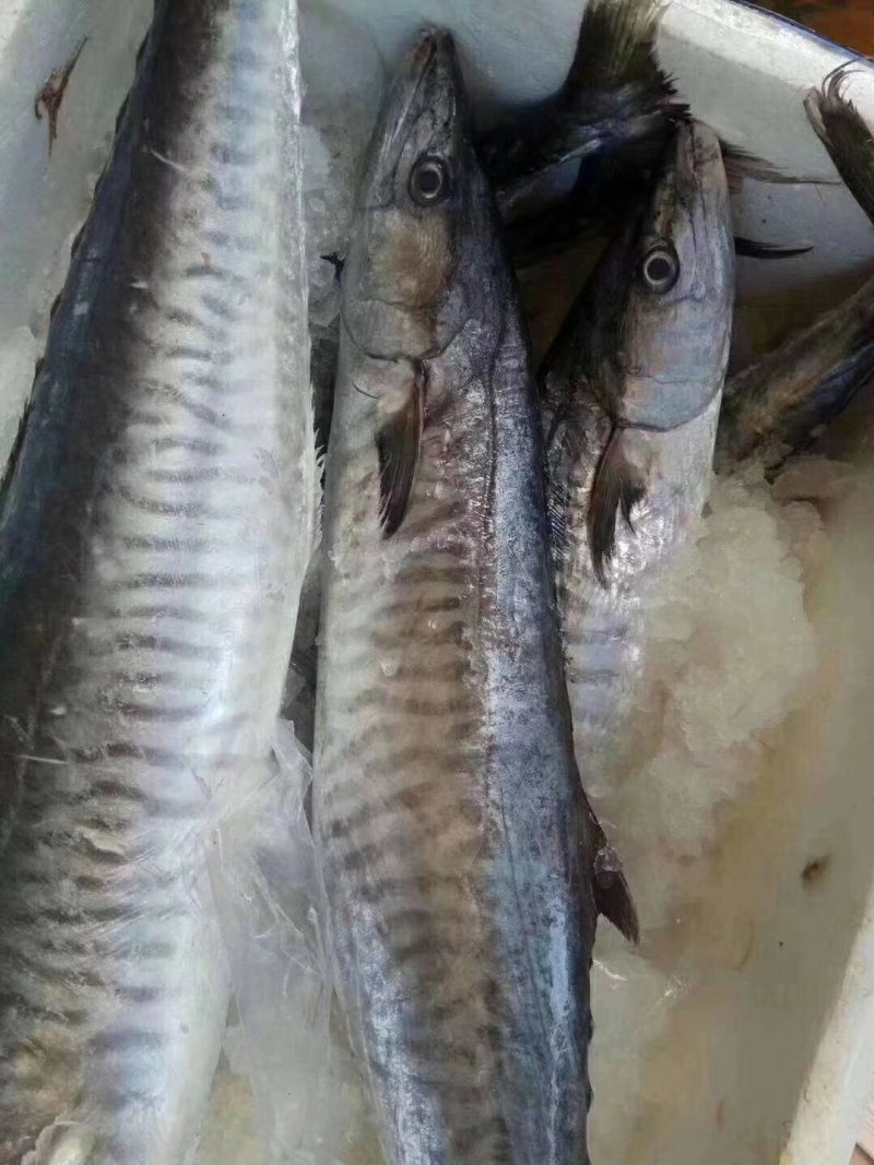 马胶鱼