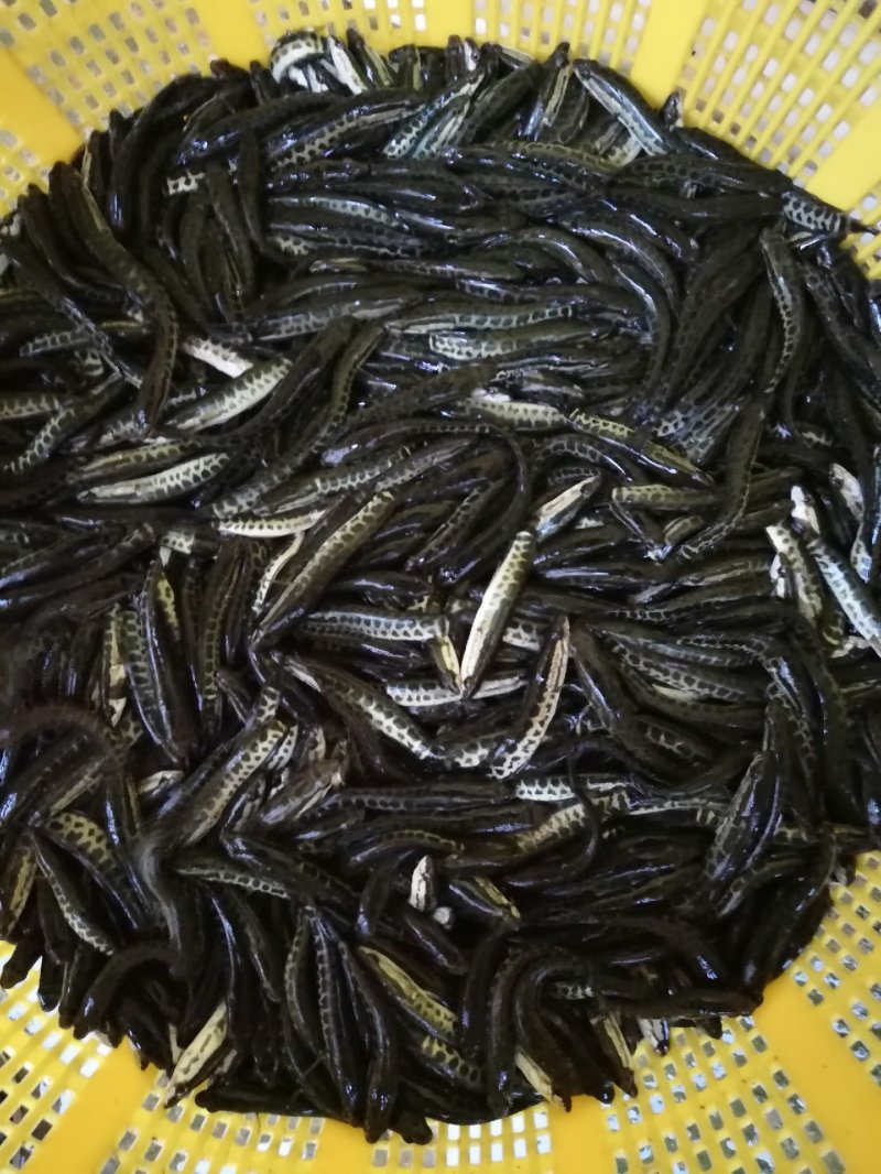 生鱼苗