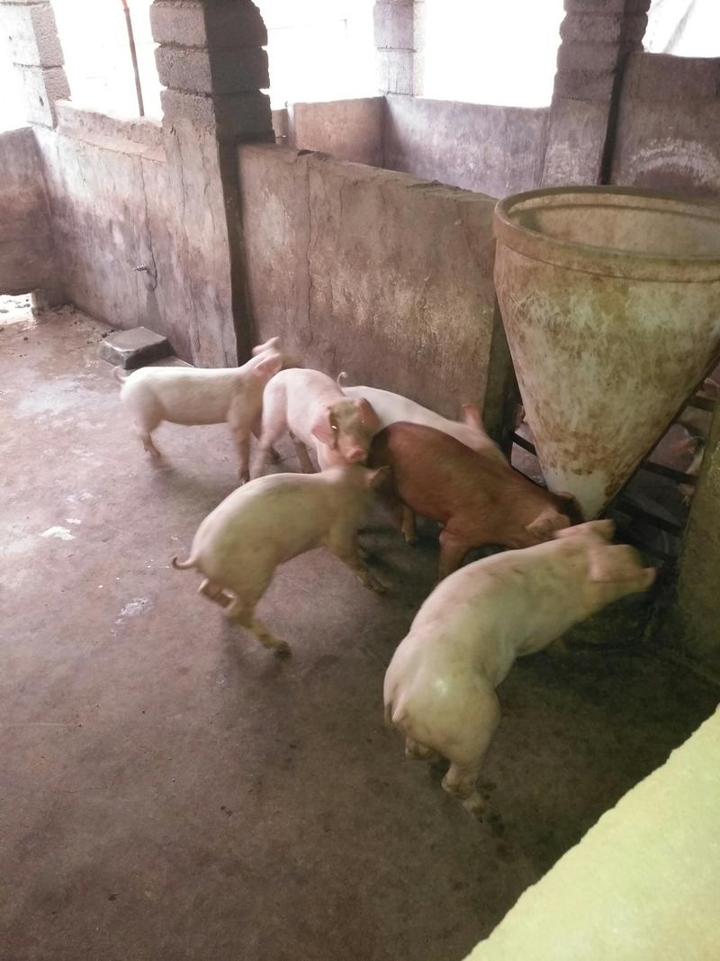 三元仔猪20~30斤产地现货批发，货源充足，品种多