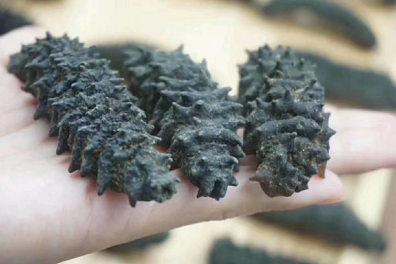 特级螺纹刺参