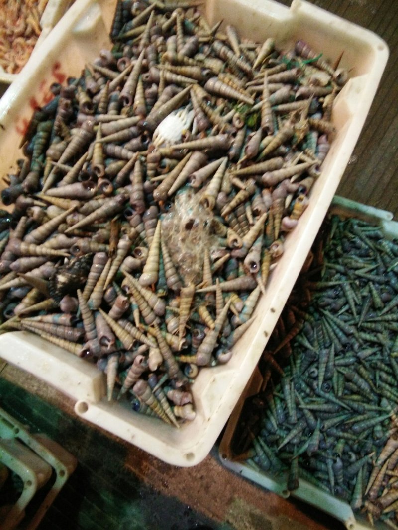 丁螺