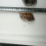 海螺