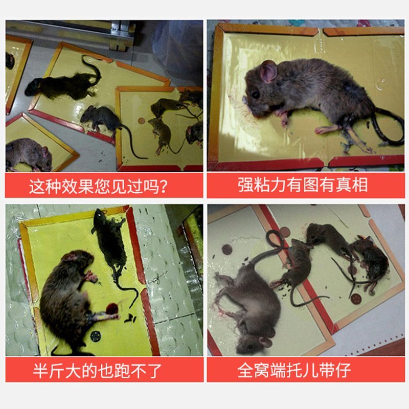 粘鼠板