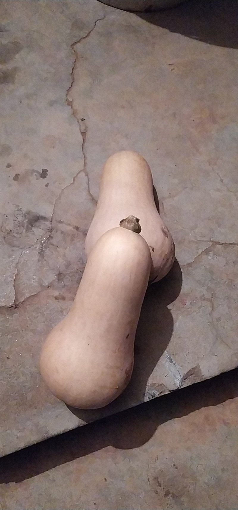 奶油南瓜