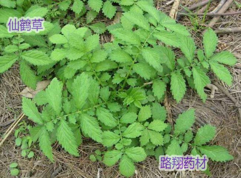 仙鹤草色绿新货量大从优