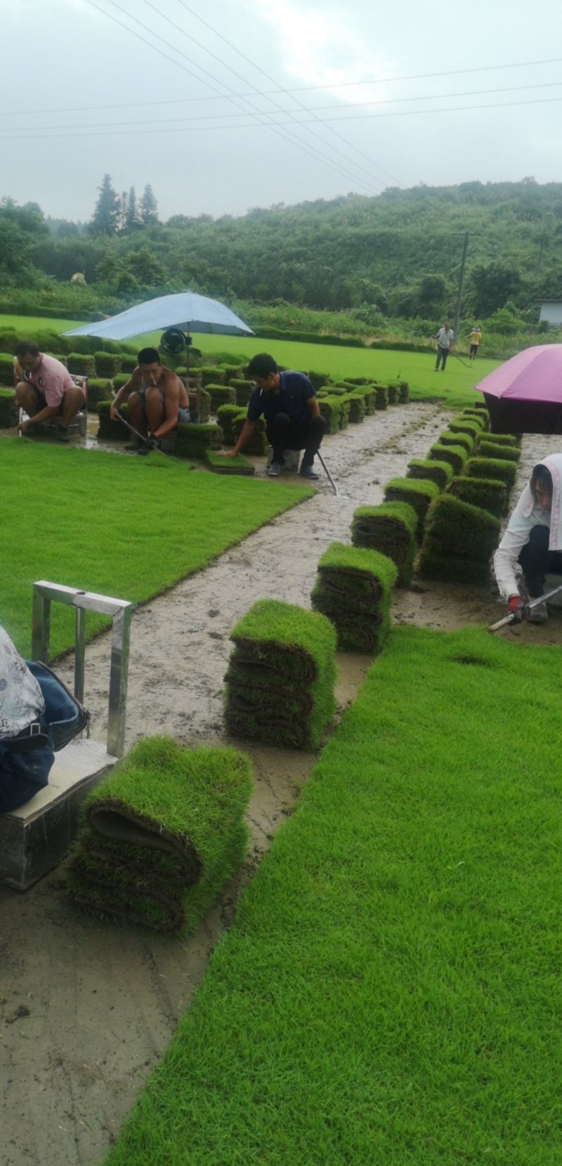 马尼拉