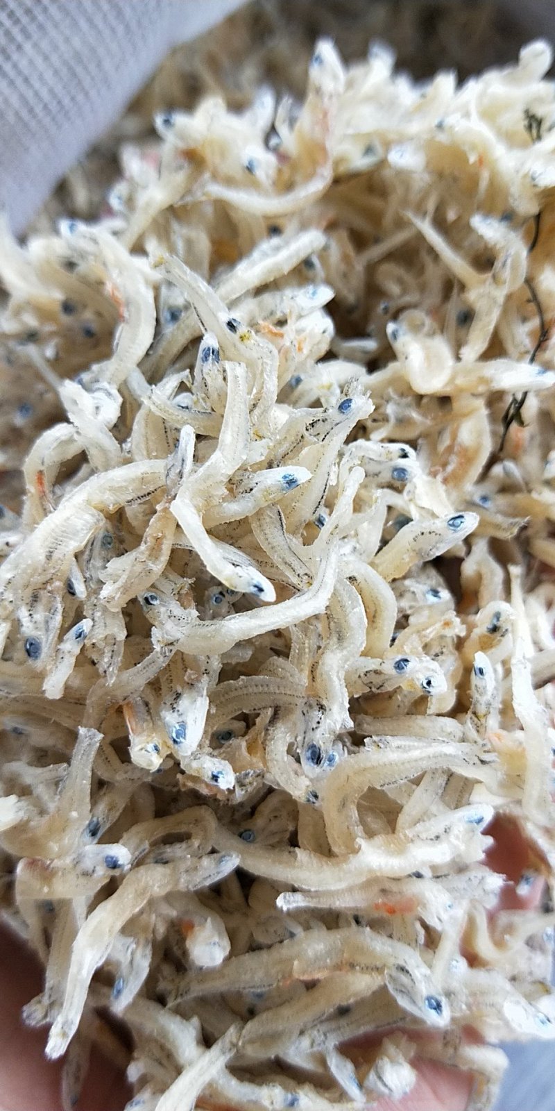 丁香鱼