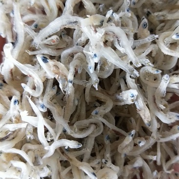丁香鱼