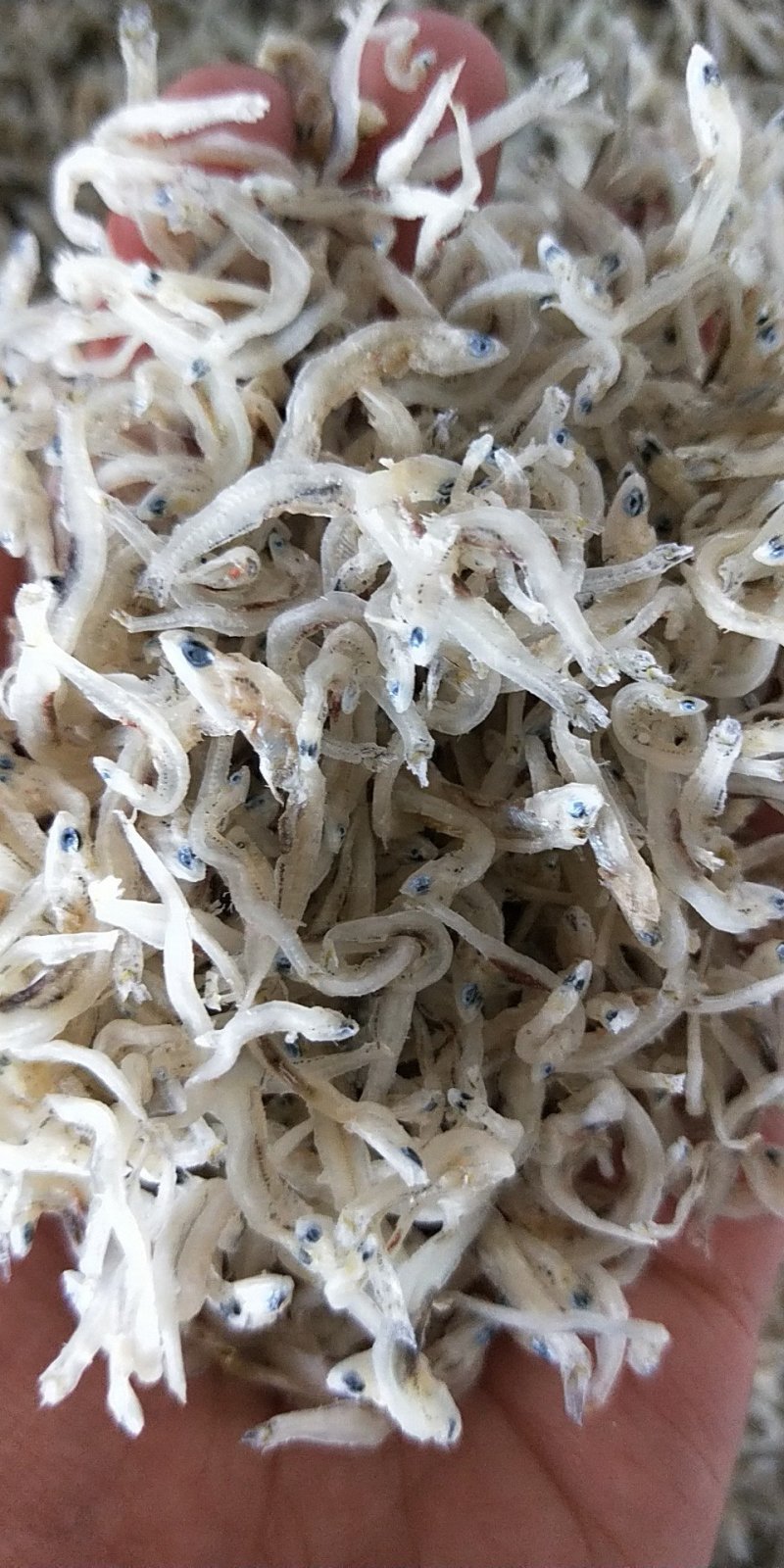 丁香鱼
