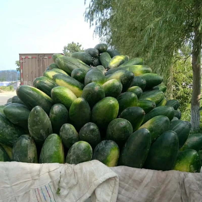 安徽黑皮大冬瓜特大地冬瓜抗病高产大面积种植物美