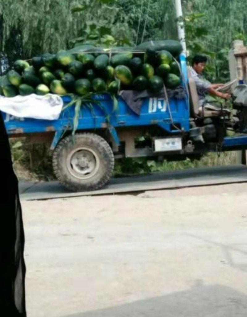 安徽黑皮冬瓜大量上市中，地冬瓜，对接全国，销往全国各地