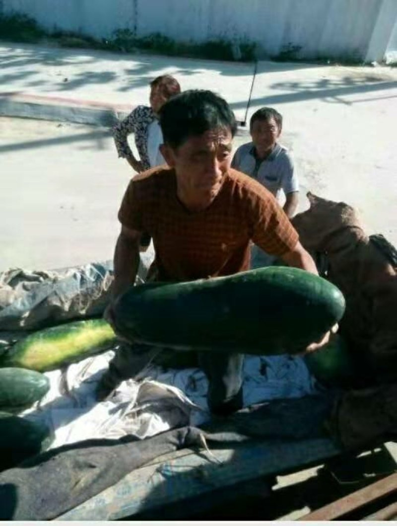 安徽黑皮冬瓜大量上市中，地冬瓜，对接全国，销往全国各地