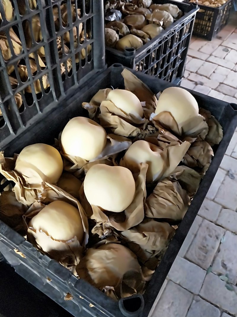 《产地供应》纸袋皇冠梨大量上市了皮薄肉细，个头大