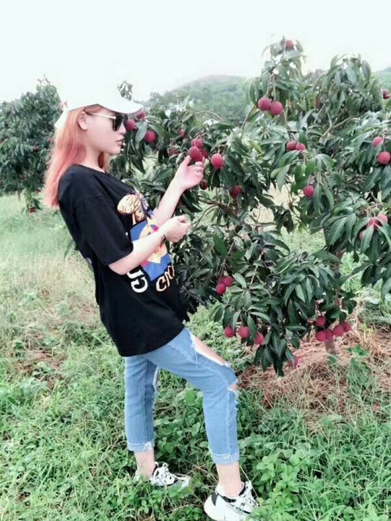 无核荔枝苗广西灵山正宗嫁接苗妃子笑苗