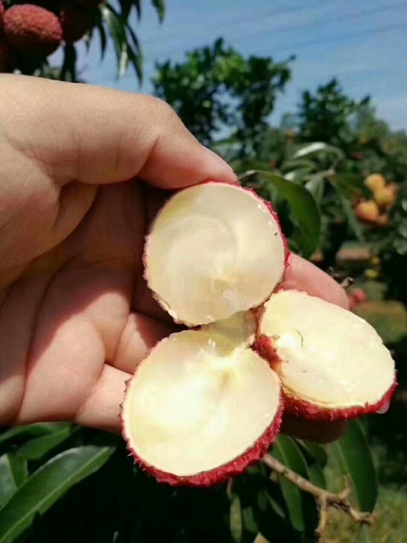 无核荔枝苗广西灵山正宗嫁接苗妃子笑苗