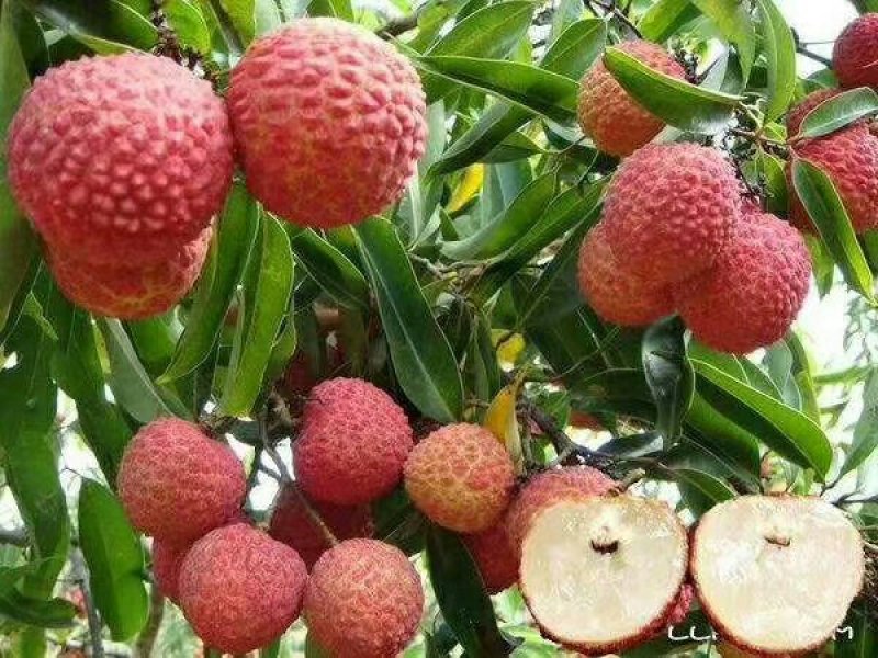 无核荔枝苗广西灵山正宗嫁接苗妃子笑苗
