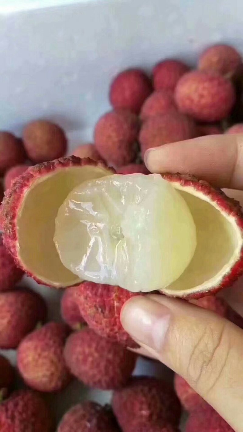 无核荔枝苗广西灵山正宗嫁接苗妃子笑苗
