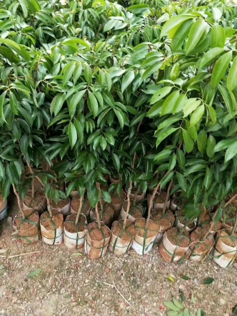 无核荔枝苗广西灵山正宗嫁接苗妃子笑苗