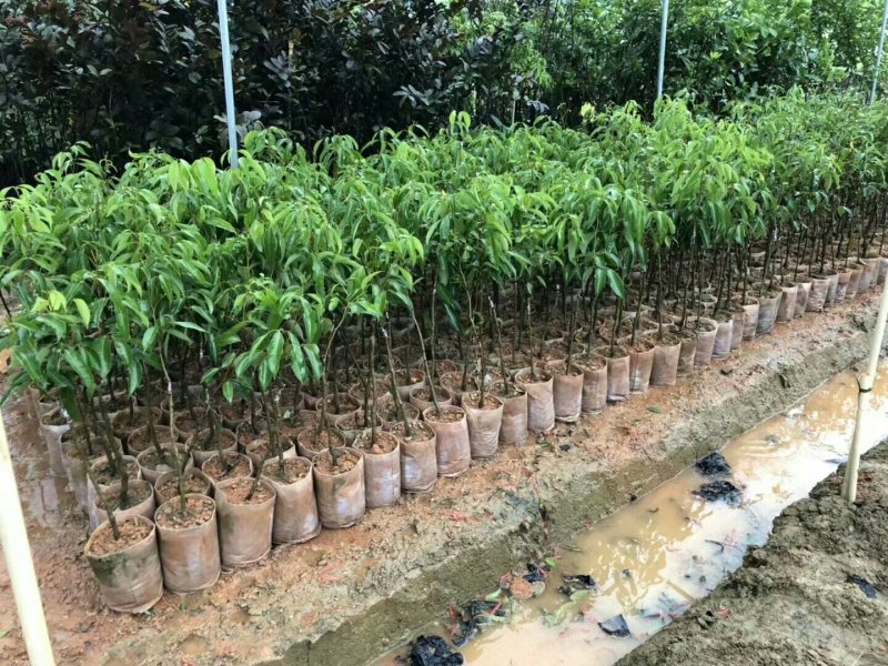 无核荔枝苗广西灵山正宗嫁接苗妃子笑苗