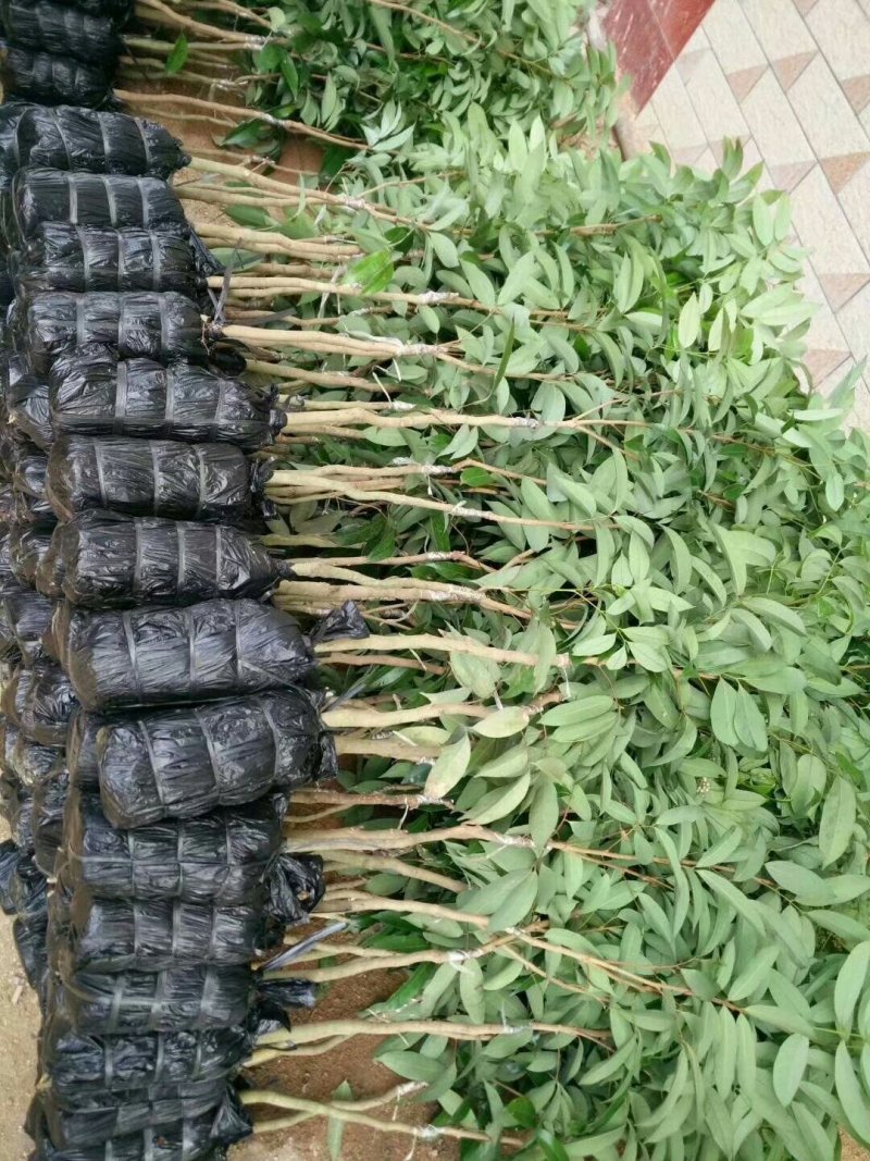 无核荔枝苗广西灵山正宗嫁接苗妃子笑苗