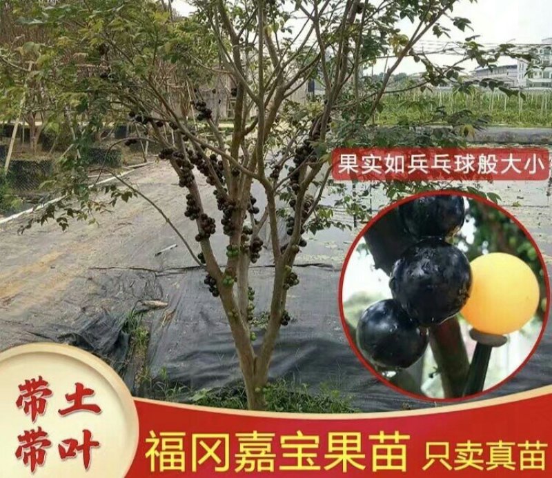 嘉宝果苗福冈嘉宝果树苗
