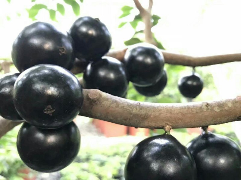 嘉宝果苗福冈嘉宝果树苗