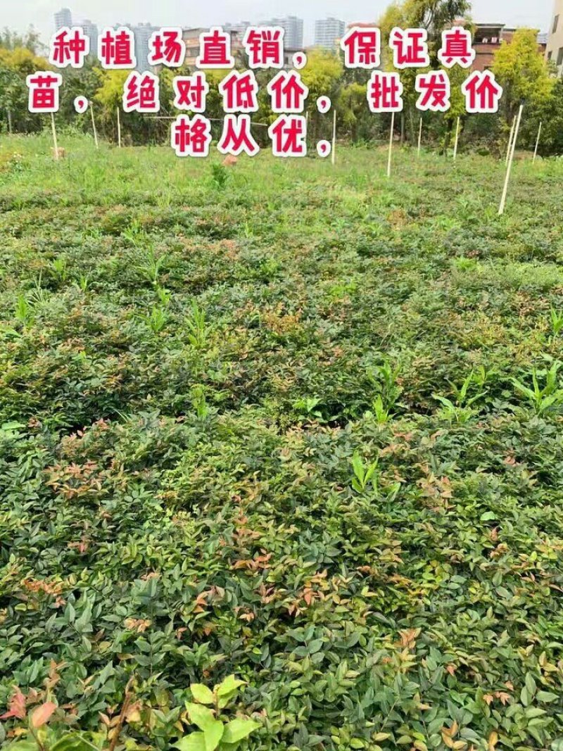 嘉宝果苗福冈嘉宝果树苗