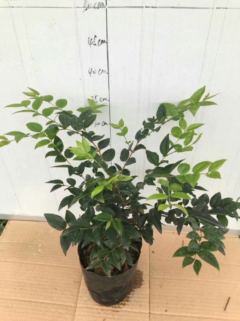 嘉宝果苗福冈嘉宝果树苗