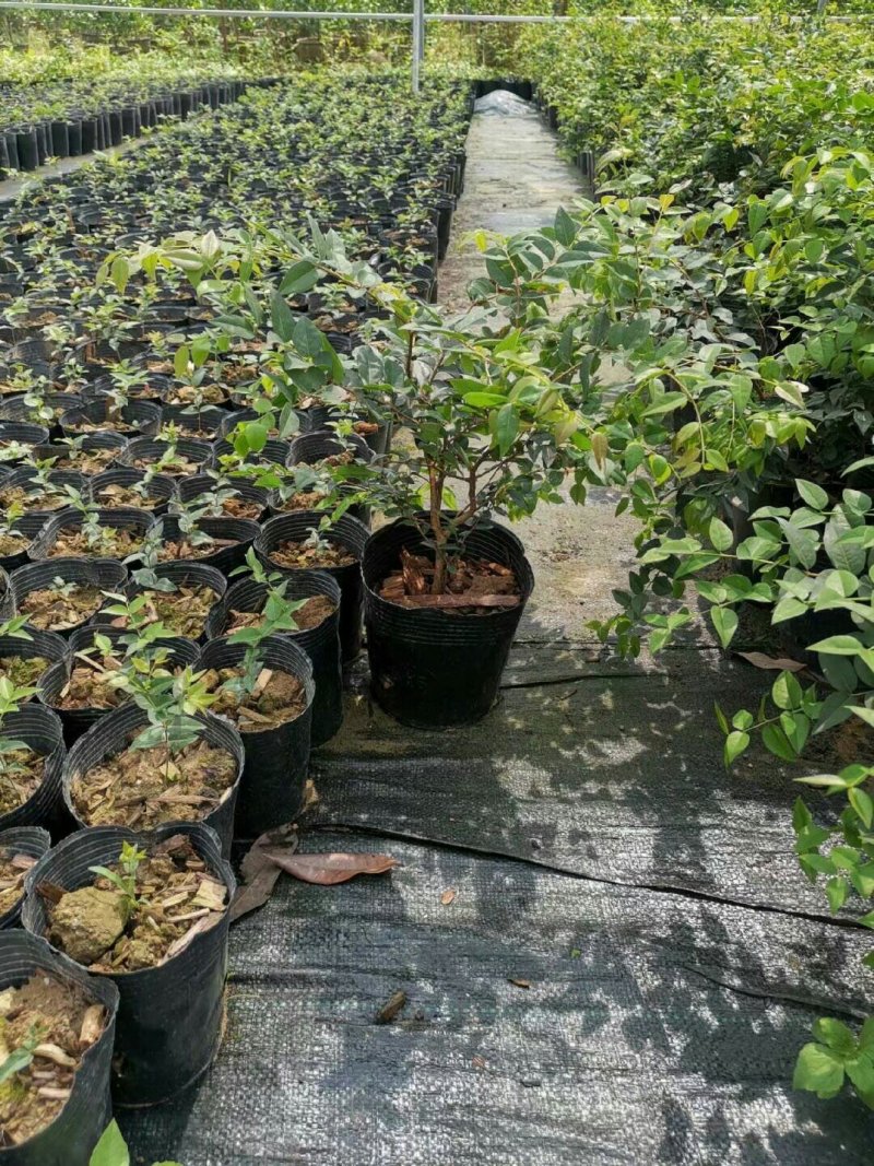 嘉宝果苗福冈嘉宝果树苗
