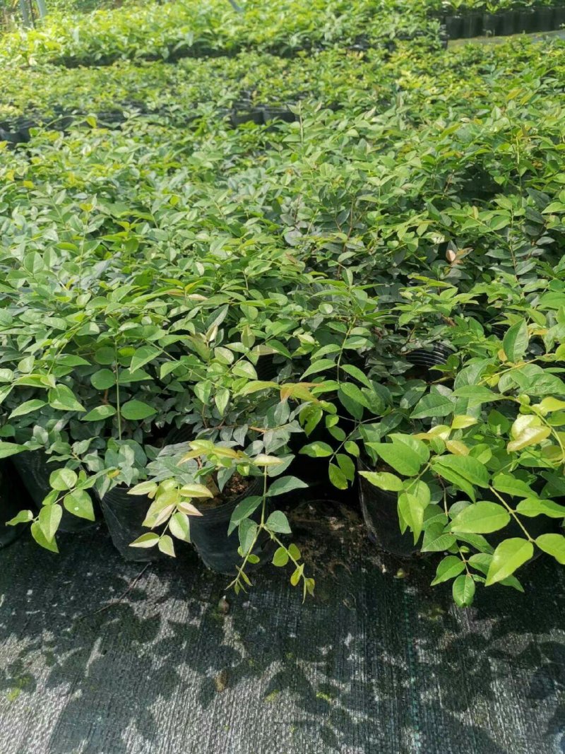 嘉宝果苗福冈嘉宝果树苗