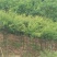 建苗圃用茶条槭，3米定植，4年冒，数量8000棵，