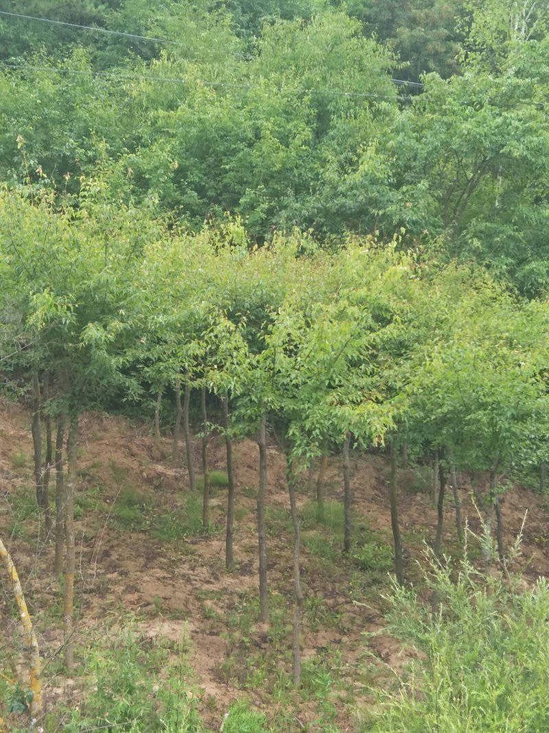 建苗圃用茶条槭，3米定植，4年冒，数量8000棵，